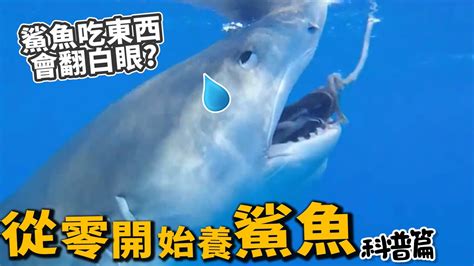 中文成人 鯊魚可以養嗎